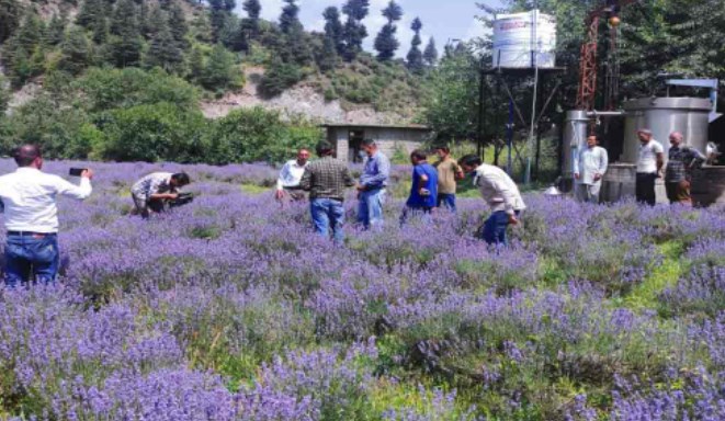 Progressing J&K: Purple Mission brings fortunes for farmers in J&K